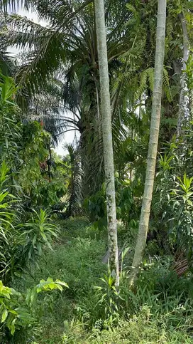 Dijual Cepat Butuh Uang, Tanah kapling ukuran 22,5mx20m