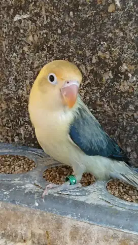 Biola Pb vio no minus