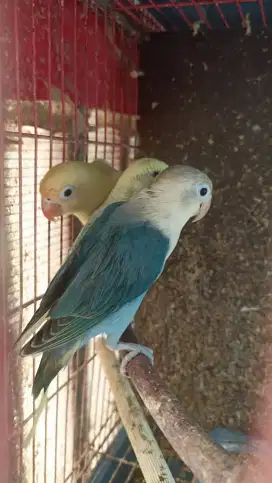 Aneka jenis lovebird, harga sesuai warna
