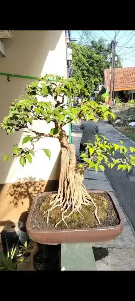 Bonsai Ficus Benjamin