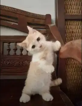 Munchkin Cebol Bicolor Male Non Ped