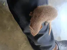 Cerape (musang)