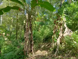 Dijual tanah perkebunan