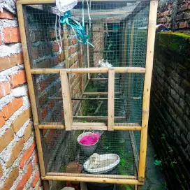 Tenggaran murai panjang 3 mtran
