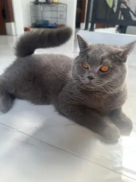 BSH Import Jantan 8 Bulan