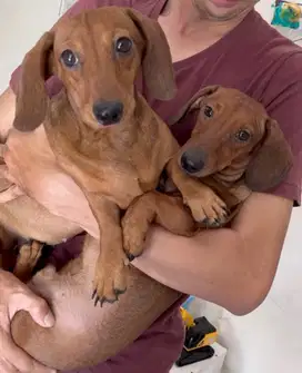 Anjing  Daschund/ Tekel Ori