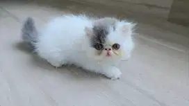 Kitten Persia Peaknose Jantan
