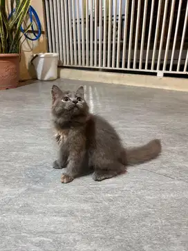 kitten ras british mix himalaya betina
