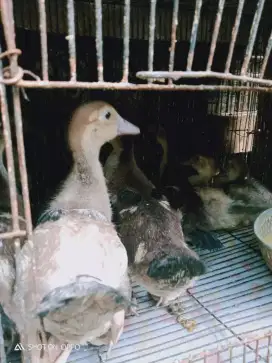 Dijual anak Entok 10 ekor usia 1 bulan setangah