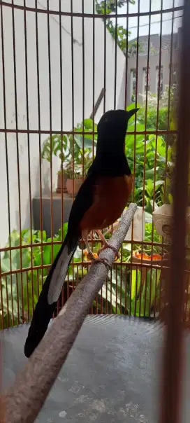 Murai Batu Medan
