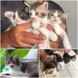 Kitten anak kucing 3 ekor