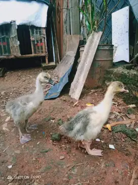 Dijual anak angsa soang Sepasang usia baru satu bulan setangah