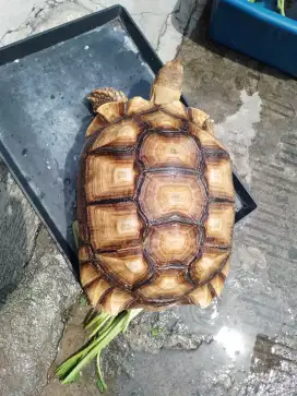 Sulcata 43 cm murah