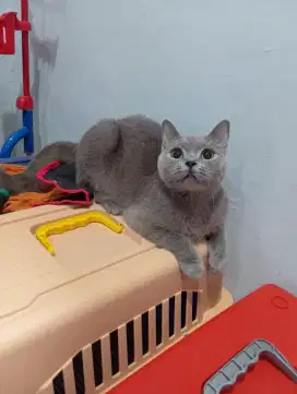 BSH/BRITISH SHORTHAIR BLUE BETINA