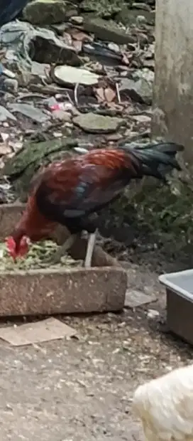 Ayam ketawa jantan