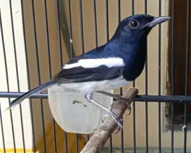 Kacer dada putih bodi big