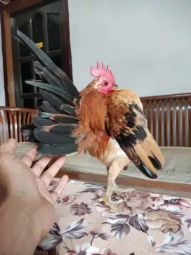 Ayam serama jantan