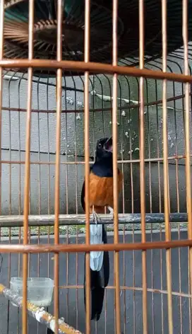 Burung murai gacor