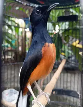 Burung murai medan gacor