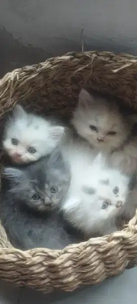Kitten Persia siap kirim
