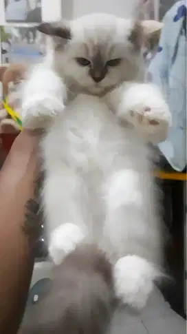 Kucing himalaya betina