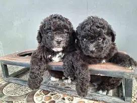 Anakan anjing poodle silver