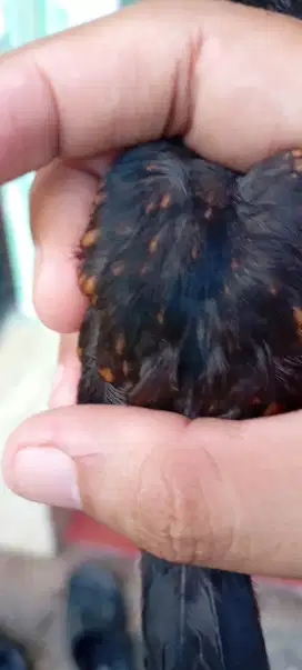 Burung Murai Batu Medan Trotol Fix Jantan