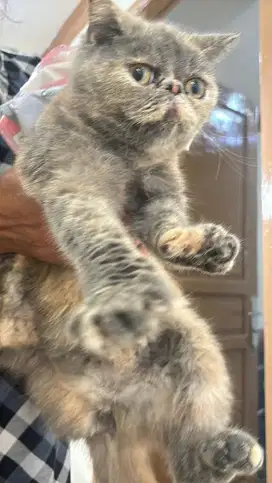 Exotic kucing betina cantik