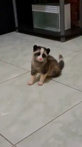 Musang pandan platinum mozaik muspan mozaik civet pandan mozaik