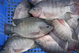 Ikan nila segar