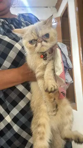 Exotic himalaya siap kawin