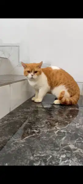 British Shorthair Bicolor Red Jantan