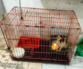 kucing kitten persia dan kandang