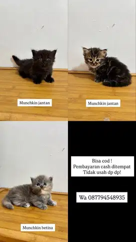 Munchkin cebol kaki pendek