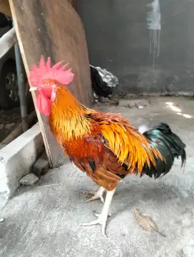 Jago Pelung Asli