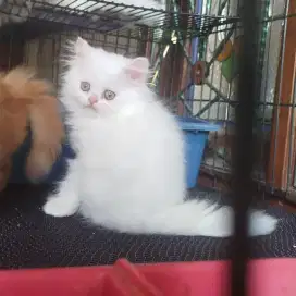 Kitten Persia jantan