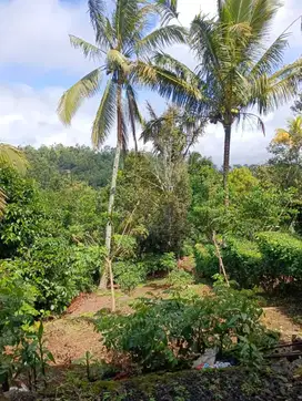 Tanah 10.200 m² di Pupuan Bali – Peluang Investasi!
