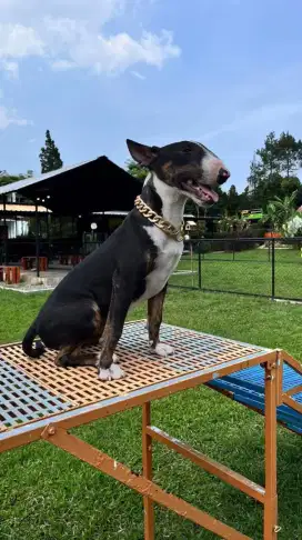 ANJING BULLTERIER JANTAN STAMBUM