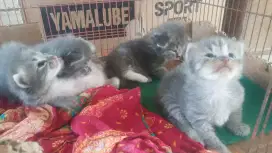 Kitten persia medium