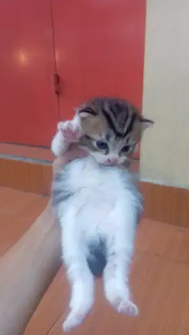 Anak kucing satu bulan