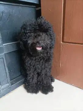Poodle poodel betina