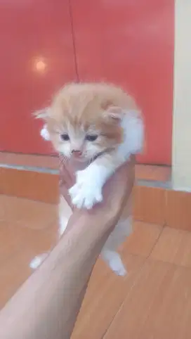 Anak kucing satu bulan