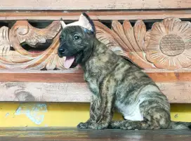 anjing pitbul mix