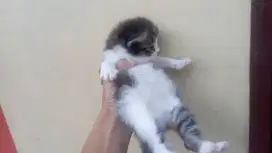 Anak kucing satu bulan