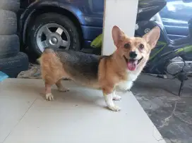 Indukan corgi black tan