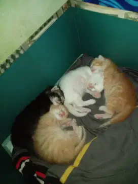 Kucing anak kan keturunan persia