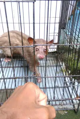 Musang lokal bali