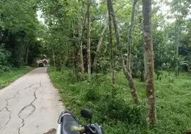 Tanah strategis utk Rumah, Peternakan, Sawah. (Jalanan Cor)