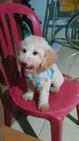 Toy Poodle Male