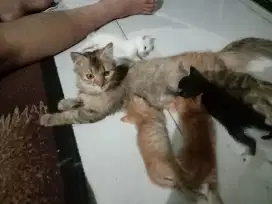 Kucing kitten ada 4 ekor sehat